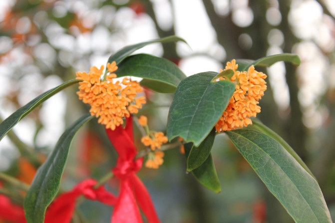 杭州半日游系列-满陇桂雨闻桂香