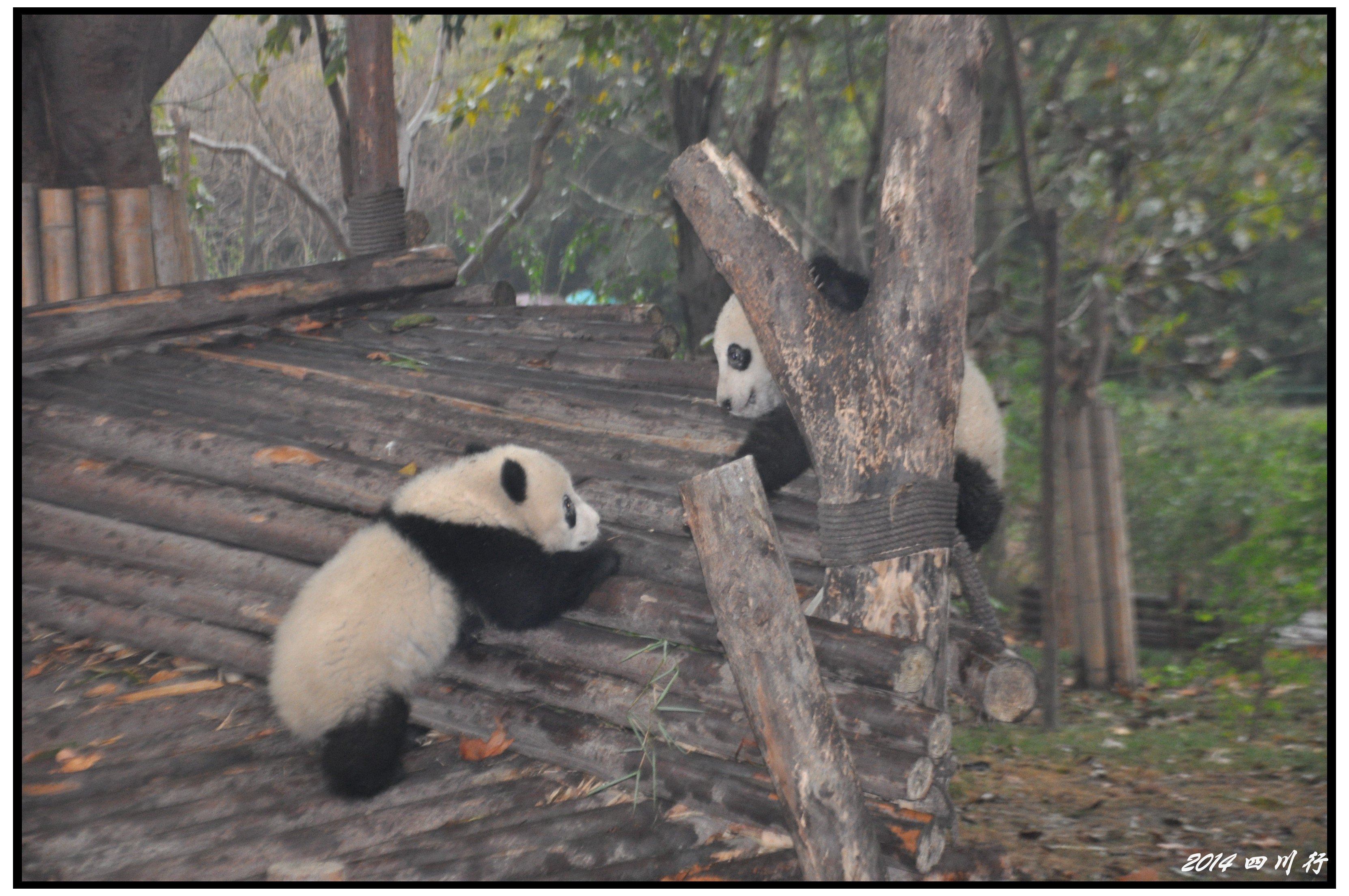 成都大熊猫基地 - 成都景点 - 华侨城旅游网