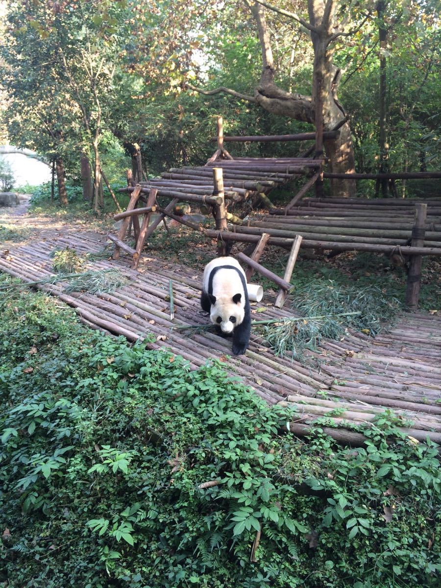 成都大熊貓繁育研究基地