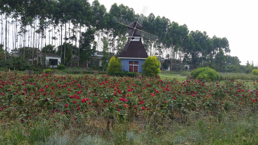 周日一家人自驾倒郫县妈妈农庄游玩,那是花的海洋,一大片紫色的熏衣草