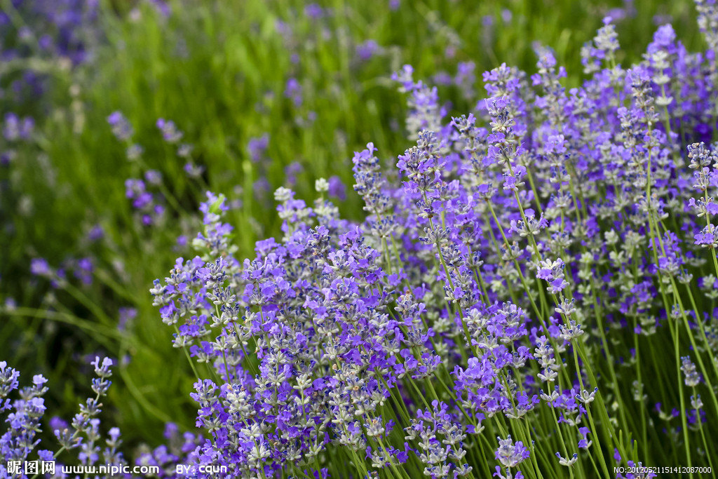 普罗旺斯薰衣草庄园