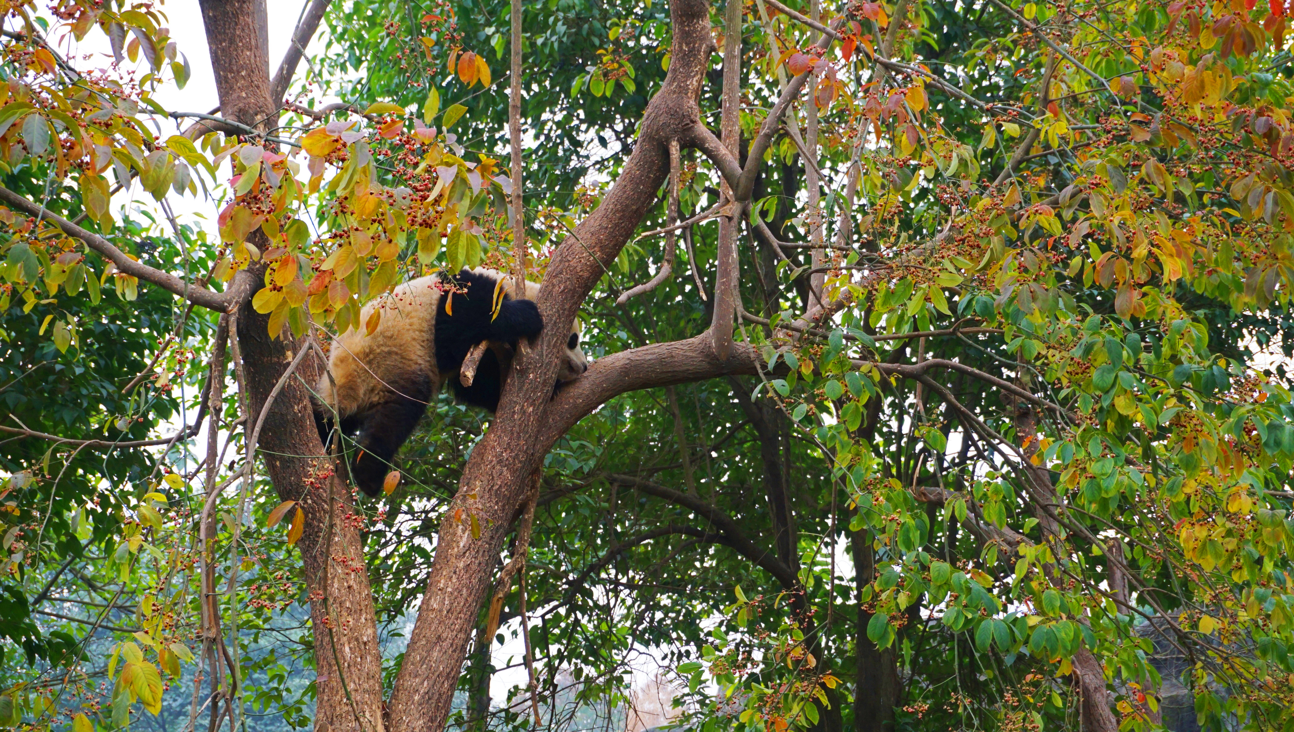 大熊猫爬树挂在树上像芝麻口味的汤圆 树枝险些被压断熊猫爬树,大熊猫