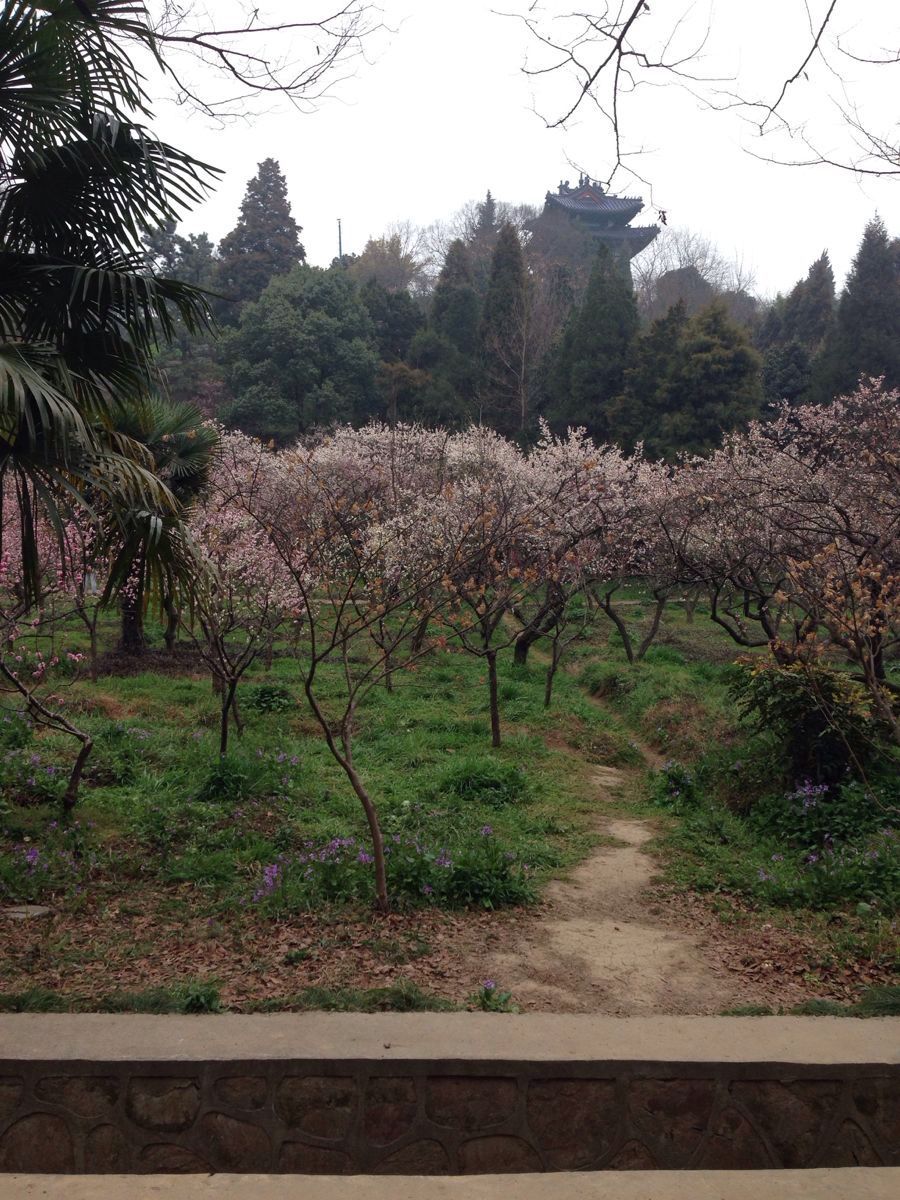 2019梅花山_旅游攻略_门票_地址_游记点评,南京旅游景点推荐 去哪儿