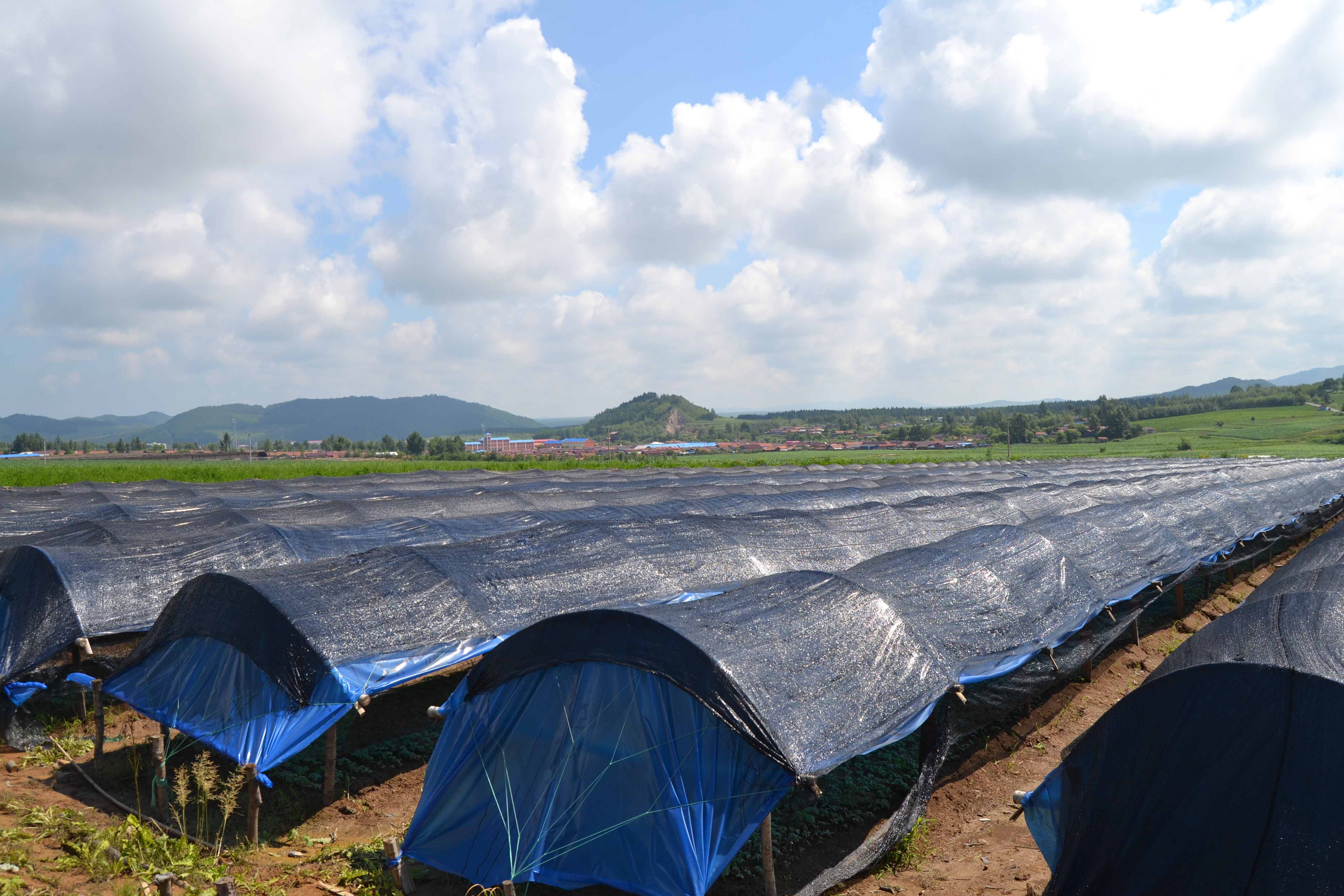 長白山高山平原的人參基地 鴨綠江