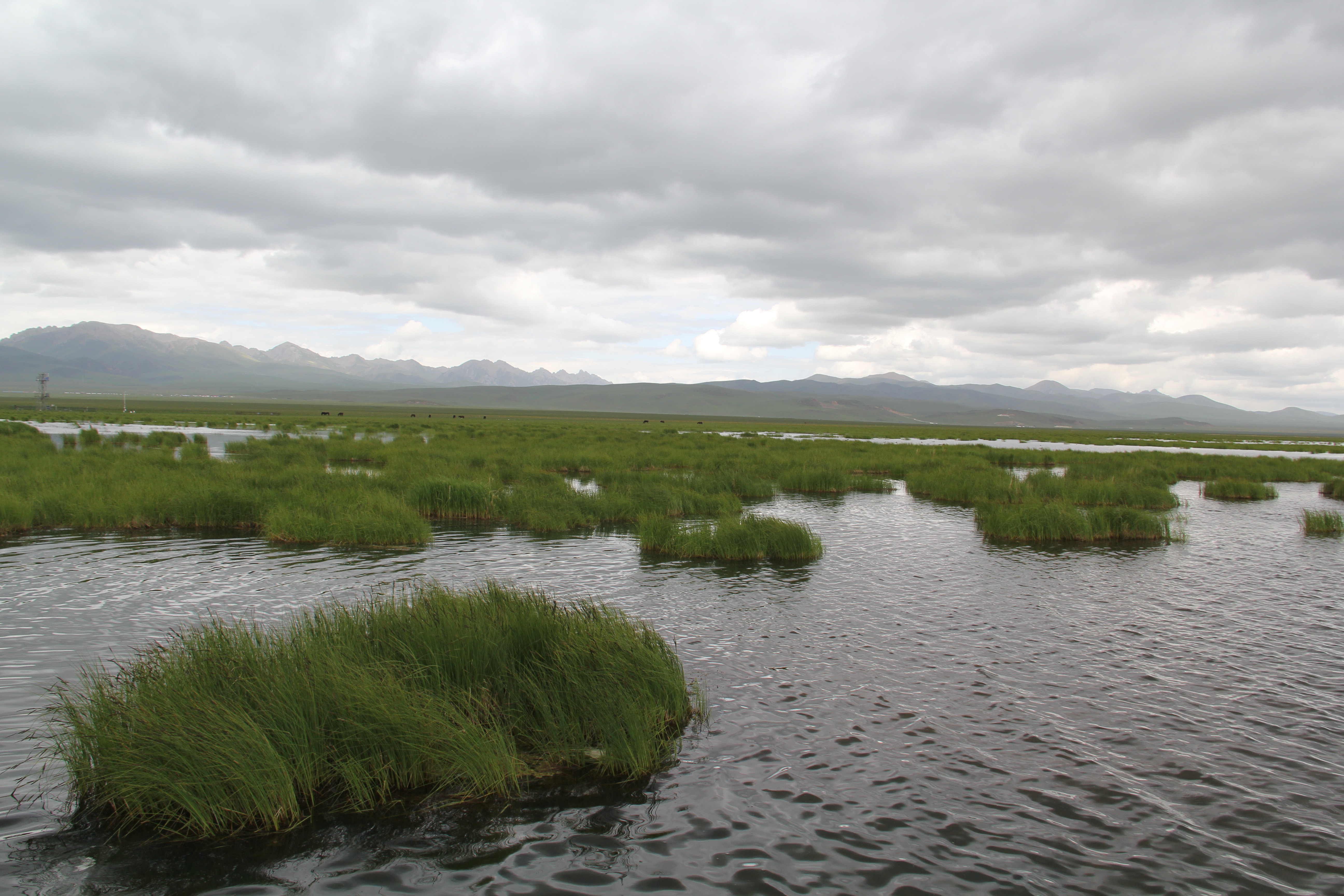 九寨沟风景区到若尔盖草原要多久?现在去草原可以玩什么?
