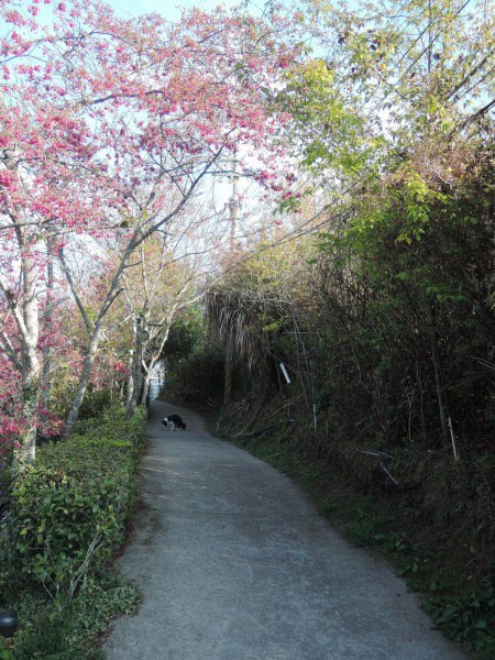 【BlackCat】初見“台灣”—西線篇-旅人制造