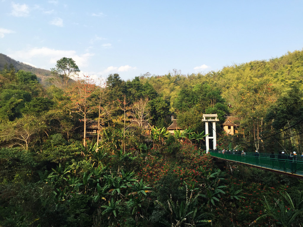 春節,徜徉在羅平花海,彌勒溫泉,元陽梯田,版納雨林,重慶江北並和狗狗