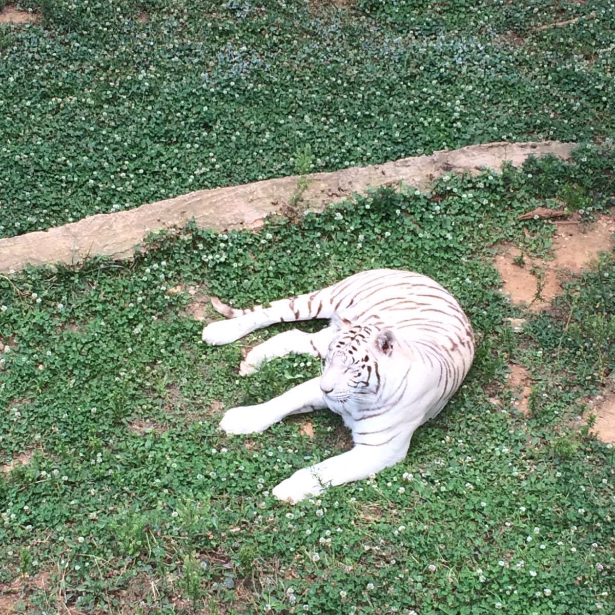 【攜程攻略】昆明雲南野生動物園適合家庭親子旅遊嗎,雲南野生動物園