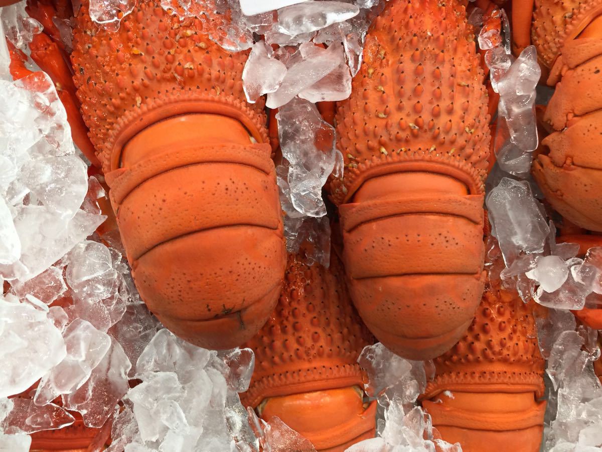 悉尼鱼市sydney fish market