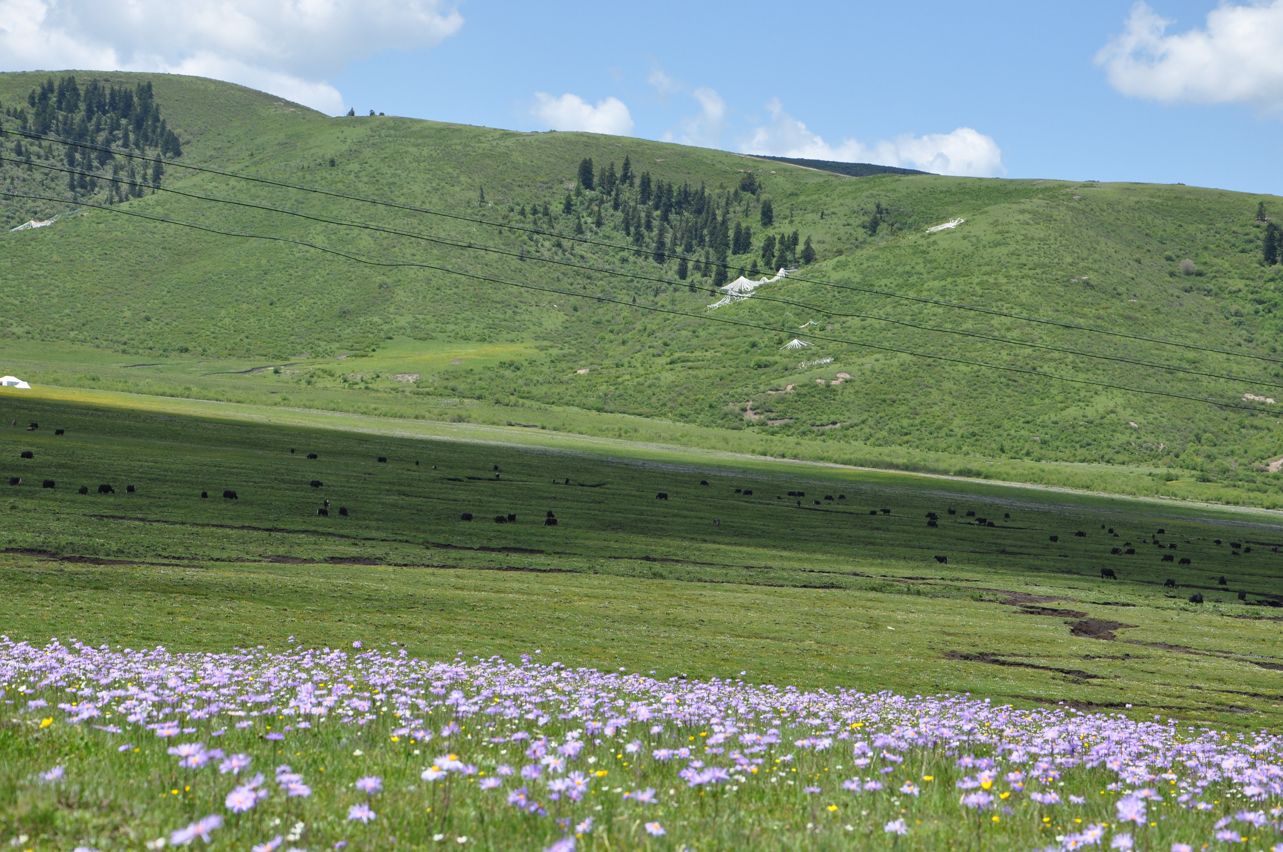 第二天玩九寨宿九寨,第三天九寨沟出发去若尔盖草原的边缘尕力台玩