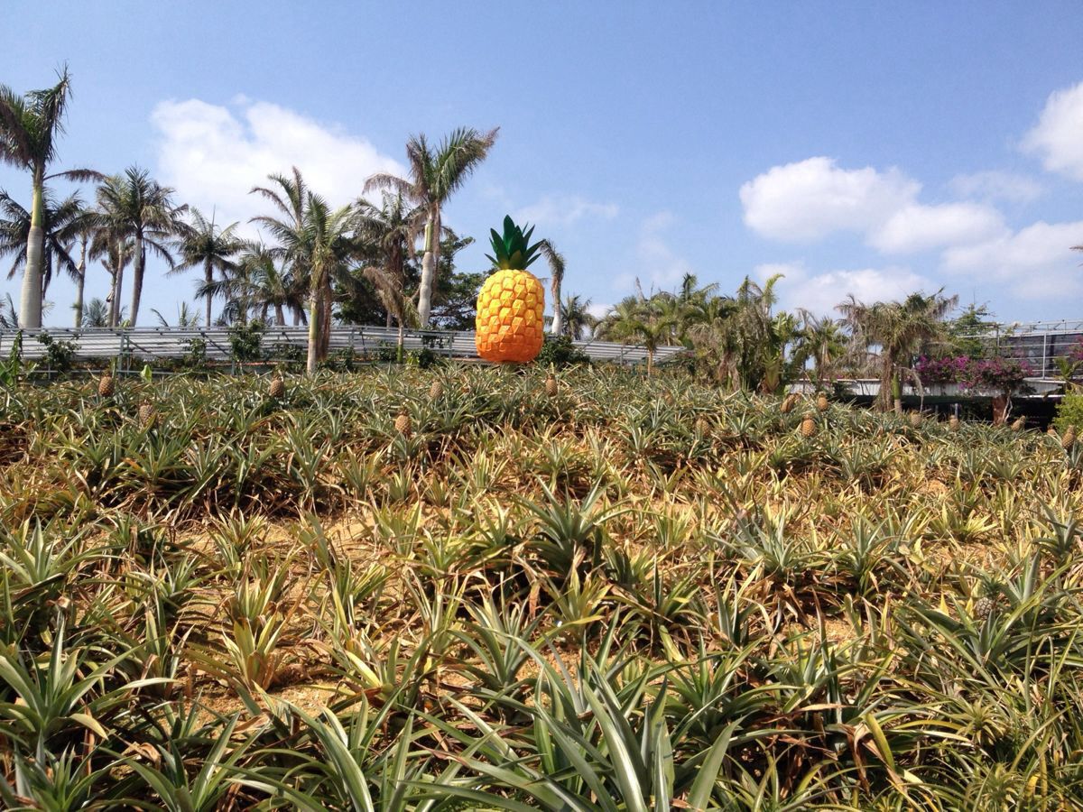 名护菠萝园