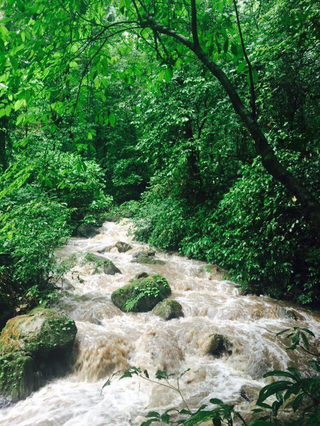 莫里熱帶雨林景區