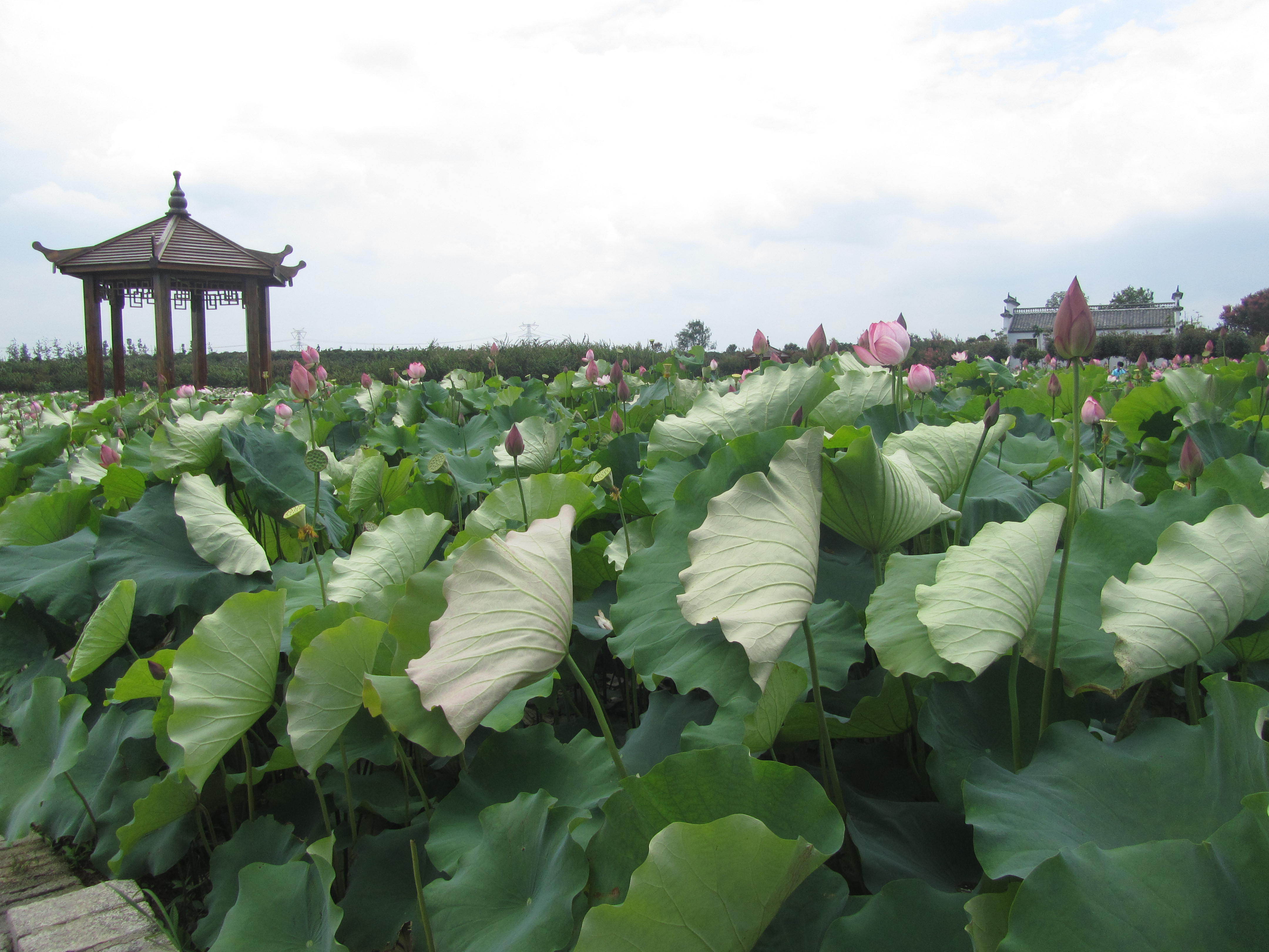 紫薇都市田园