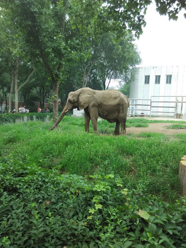 2019濟南動物園_旅遊攻略_門票_地址_遊記點評,濟南旅遊景點推薦 - 去