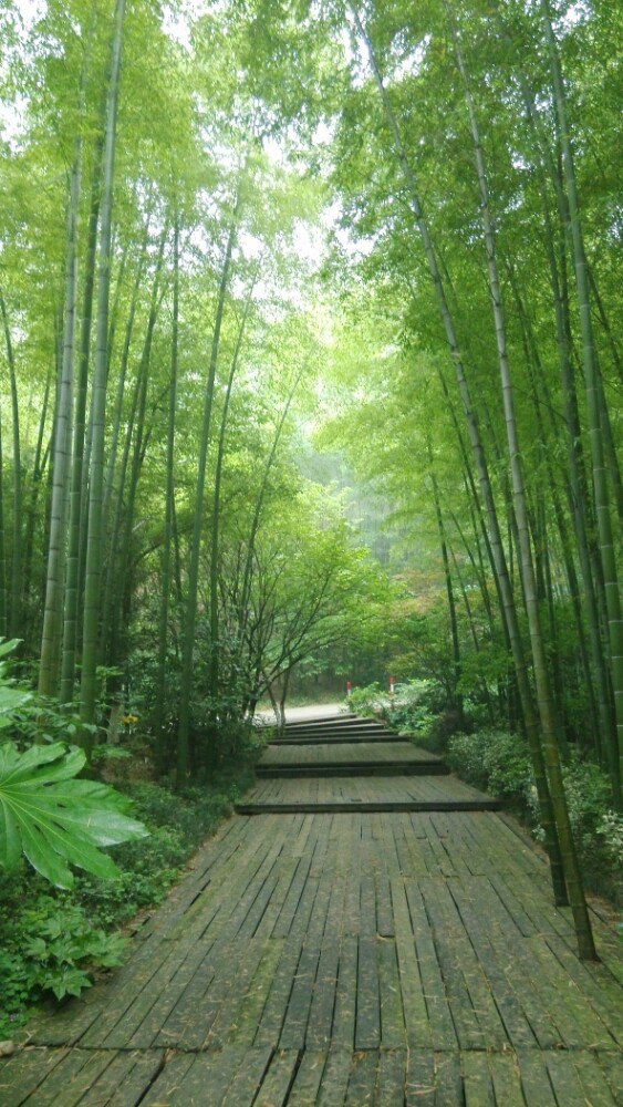 江苏常州南海竹林图片