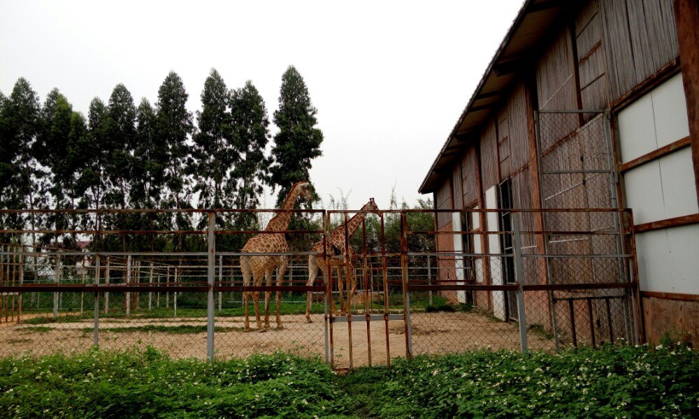 2019香市動物園_旅遊攻略_門票_地址_遊記點評,東莞旅遊景點推薦 - 去