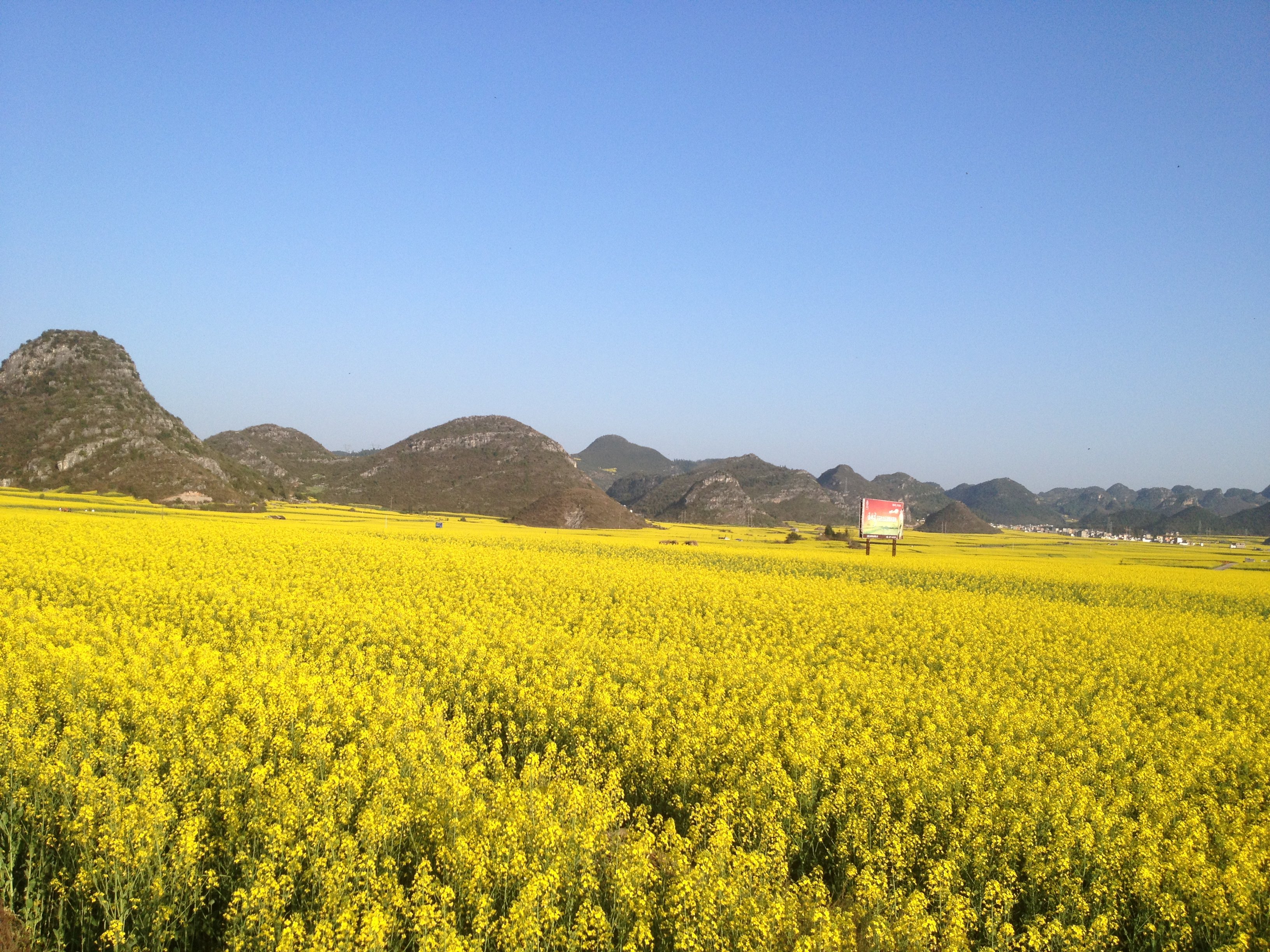 油菜花景區適合家庭親子旅遊嗎,羅平油菜花景區家庭親子景點推薦/點評