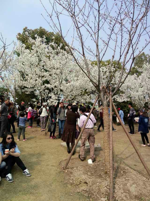 2019顾村公园_旅游攻略_门票_地址_游记点评,上海旅游景点推荐 去