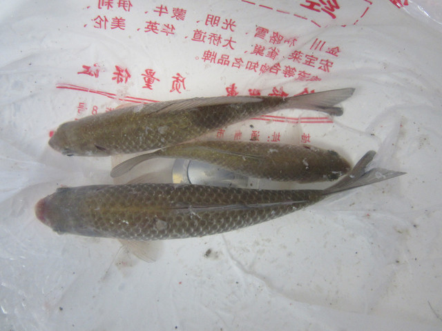 钓水面鱼用什么漂 CghzgFVvr72AaNG_ACseN-3PhxE261_R_640_10000_Q90.jpg