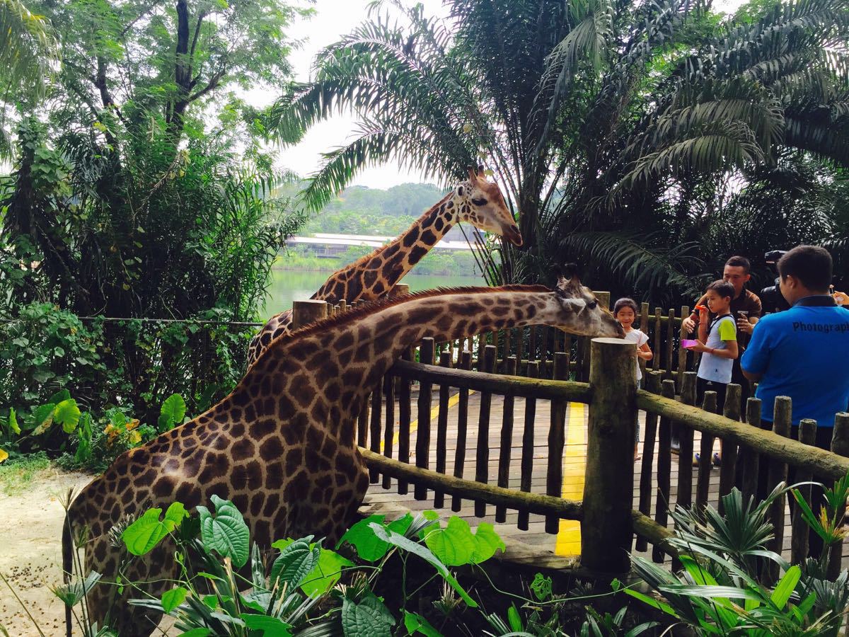新加坡三大动物园亲子一日游