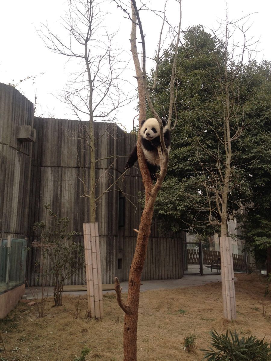 【携程攻略】四川成都动物园景点,小熊猫值得一看!