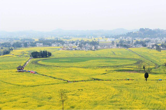 2018潼南崇龕油菜花_旅遊攻略_門票_地址_遊記點評,重慶旅遊景點推薦