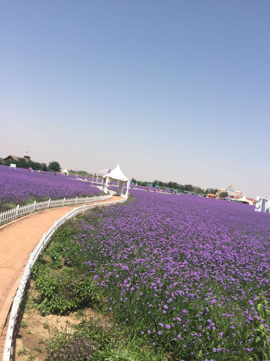 金沙岛旅游景点介绍图片