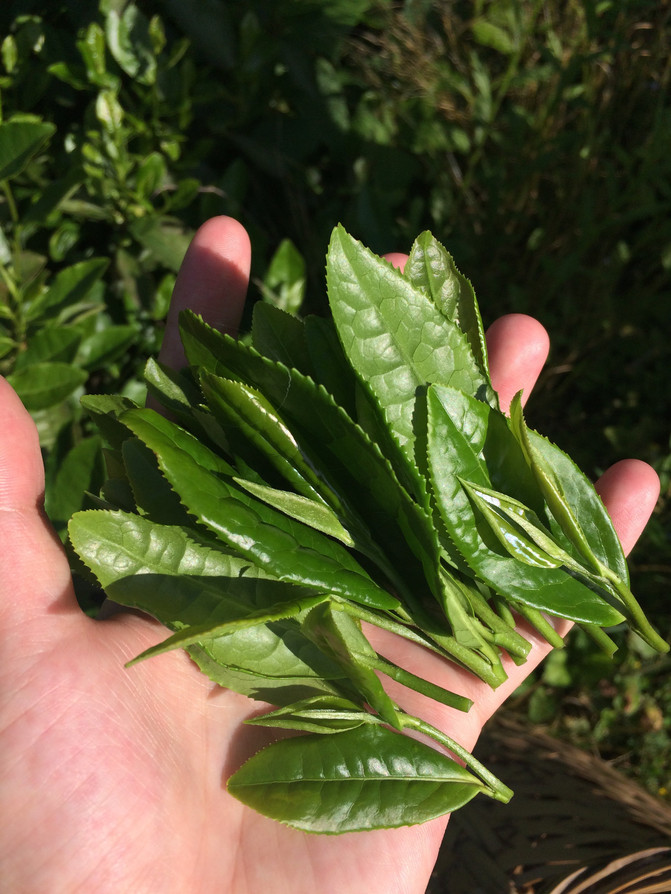 #上海东黄山旅游度假区##黄山区吴家坑茶场#