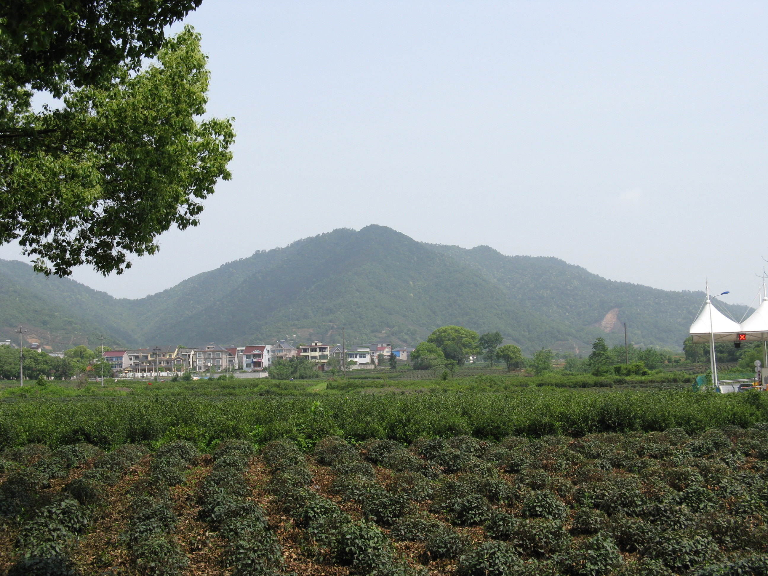 杭州龍塢茶村