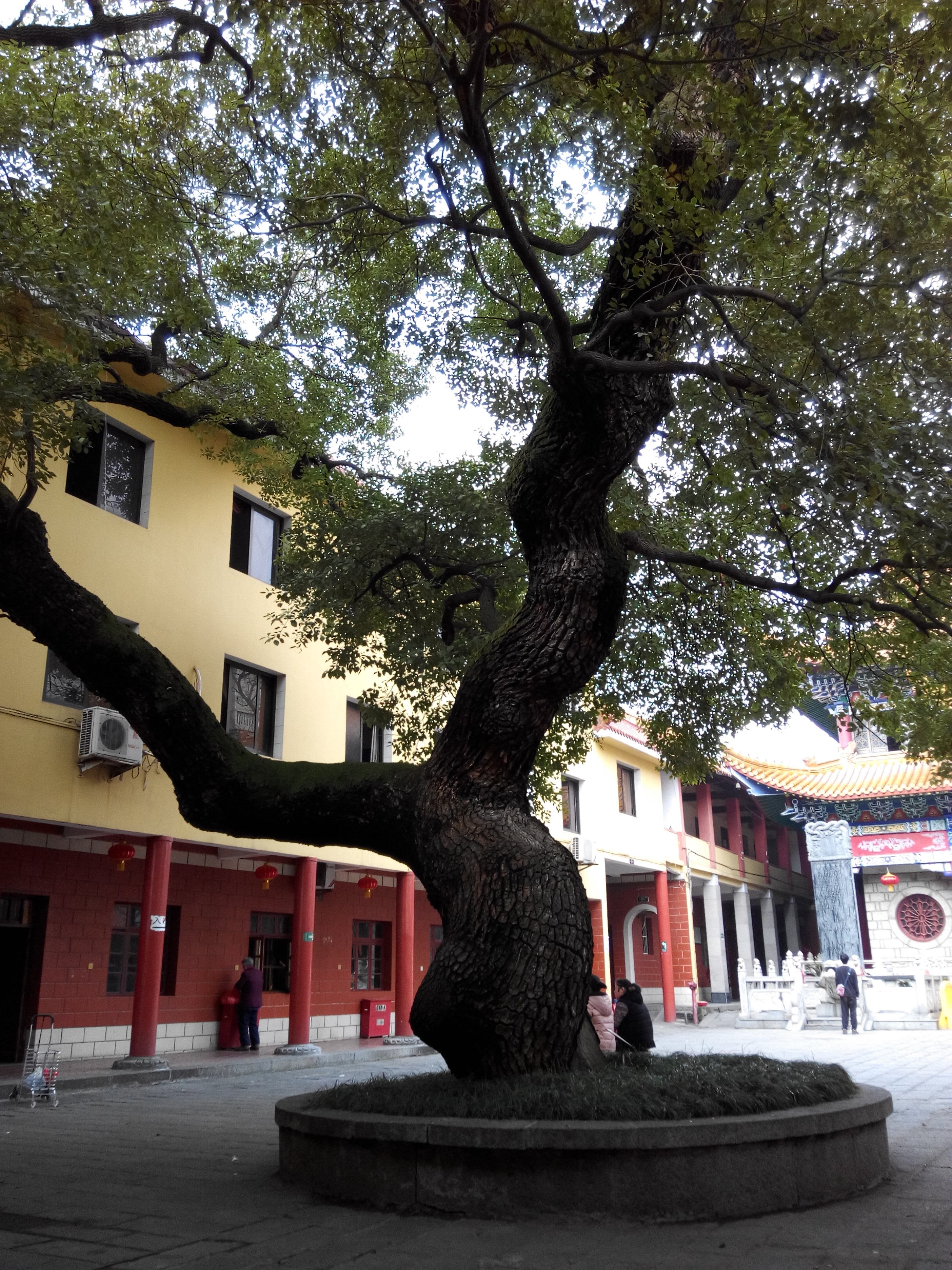 2019佑民寺_旅遊攻略_門票_地址_遊記點評,南昌旅遊景點推薦 - 去哪兒