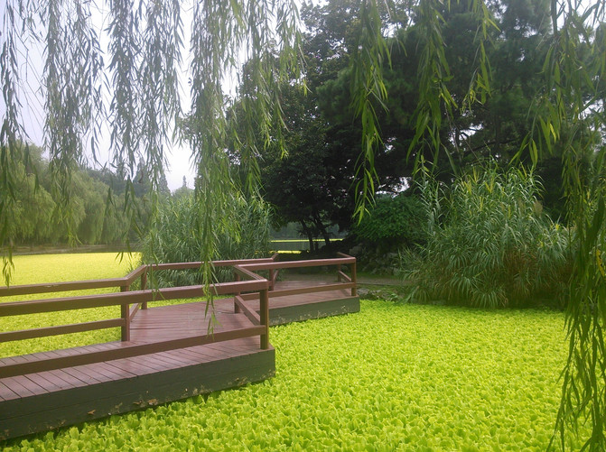 杭州半日游系列-隐藏市区的华家池