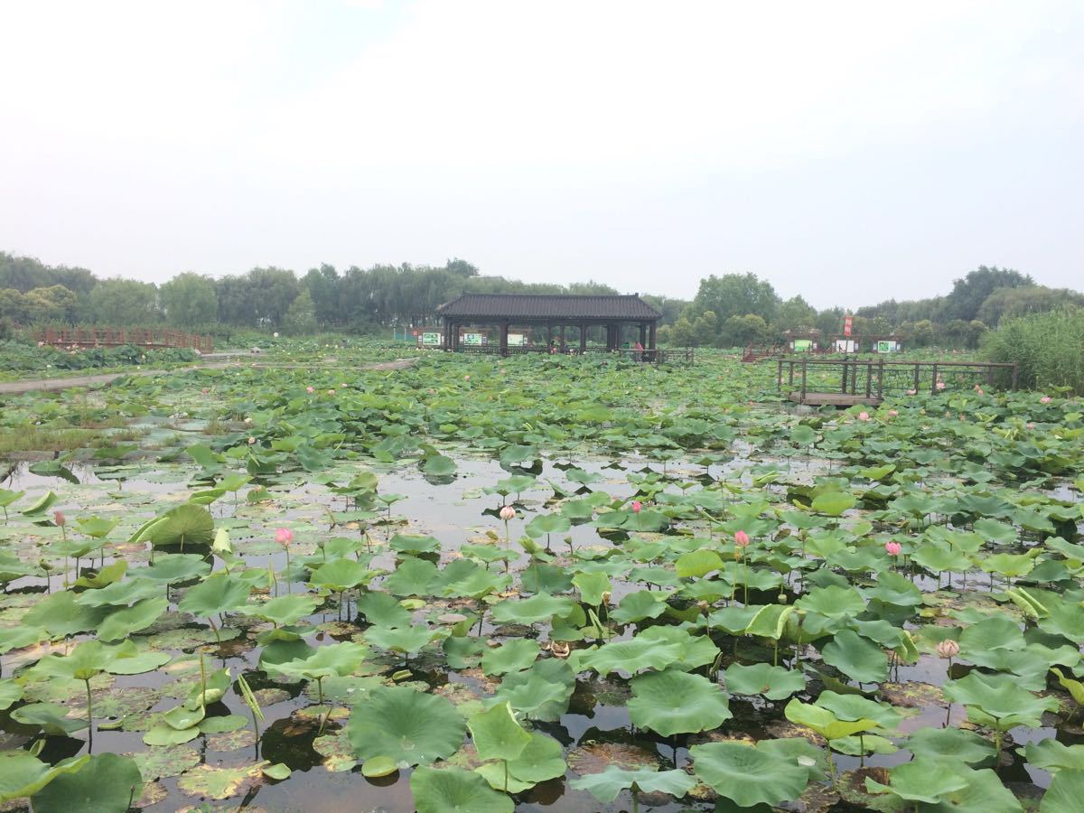 泗洪洪澤湖溼地旅遊景點攻略圖