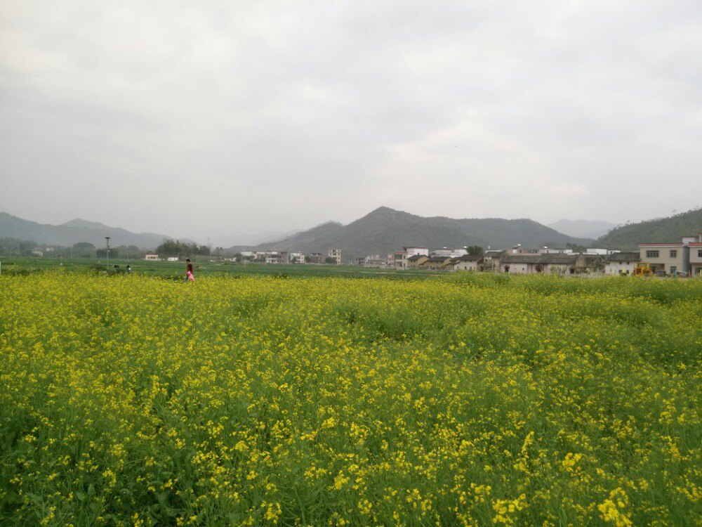 秀田古树,油菜花美景(新丰县马头镇 韶关游记攻略【携程攻略】