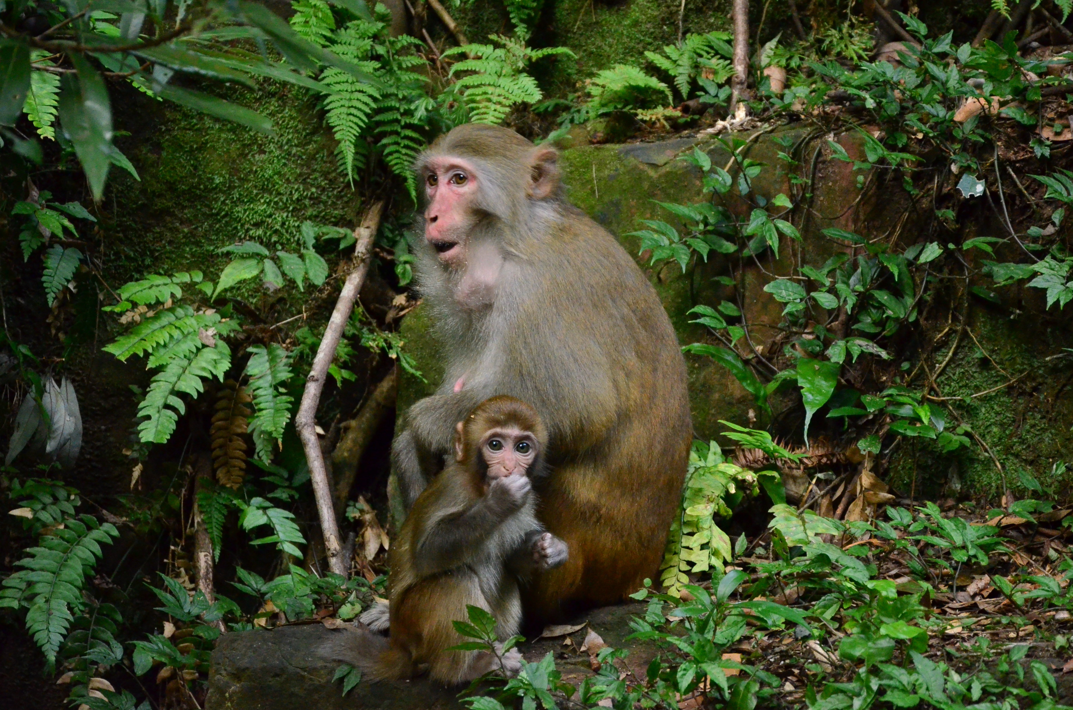 云台山猕猴王国的猕猴，都是母猴抱着小猴出来觅食