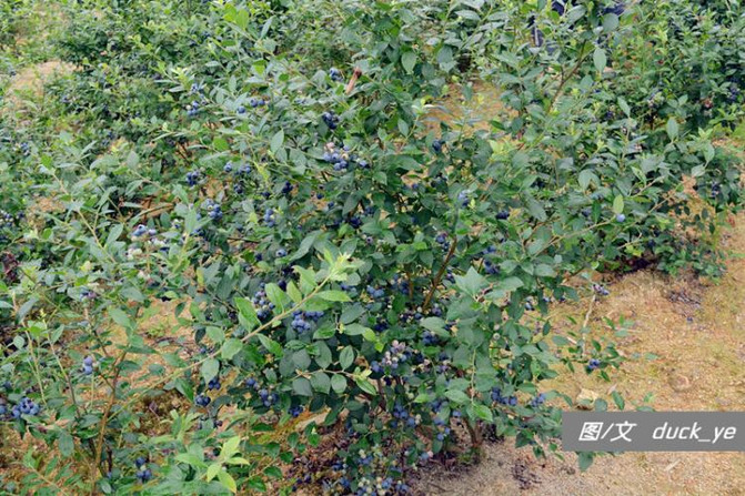 吃货大作战之出逃龙岩high翻天