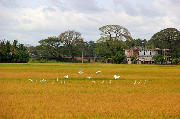 圆梦斯里兰卡攻略篇(完整版)