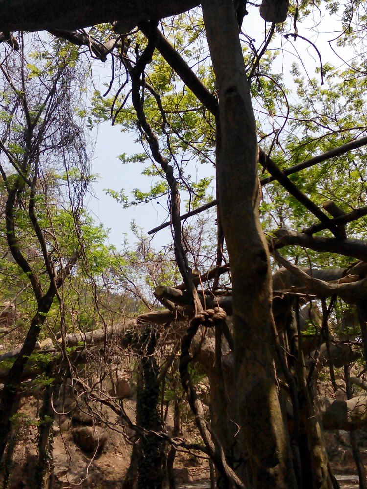 百雀林风景不错,春天去好多植物还没有长好,夏天肯定更漂亮,热带雨林