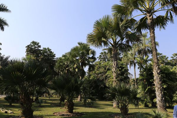 2015雲南貴州自由行 六 (西雙版納2)中科院植物園