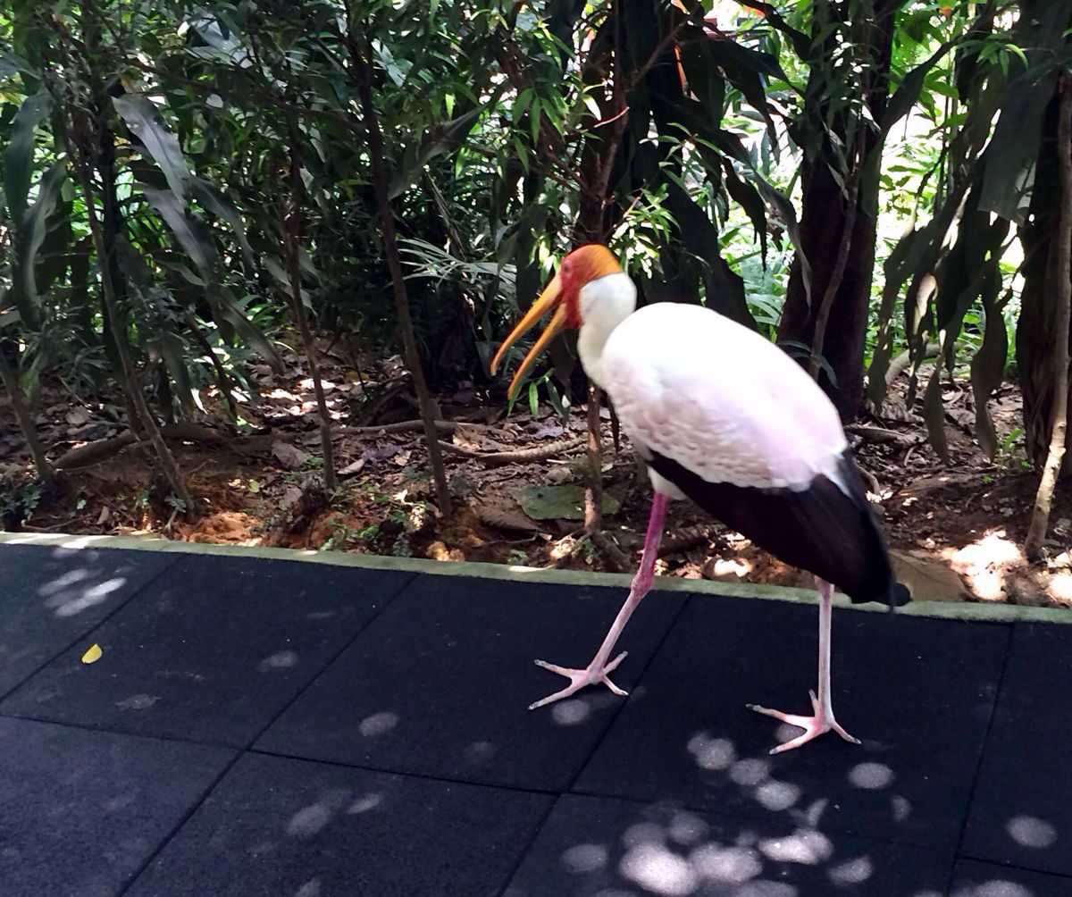 吉隆坡飞禽公园