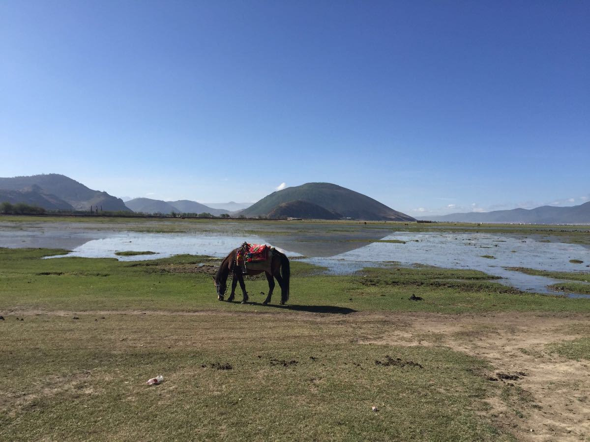 2019纳帕海_旅游攻略_门票_地址_游记点评,香格里拉旅游景点推荐 去