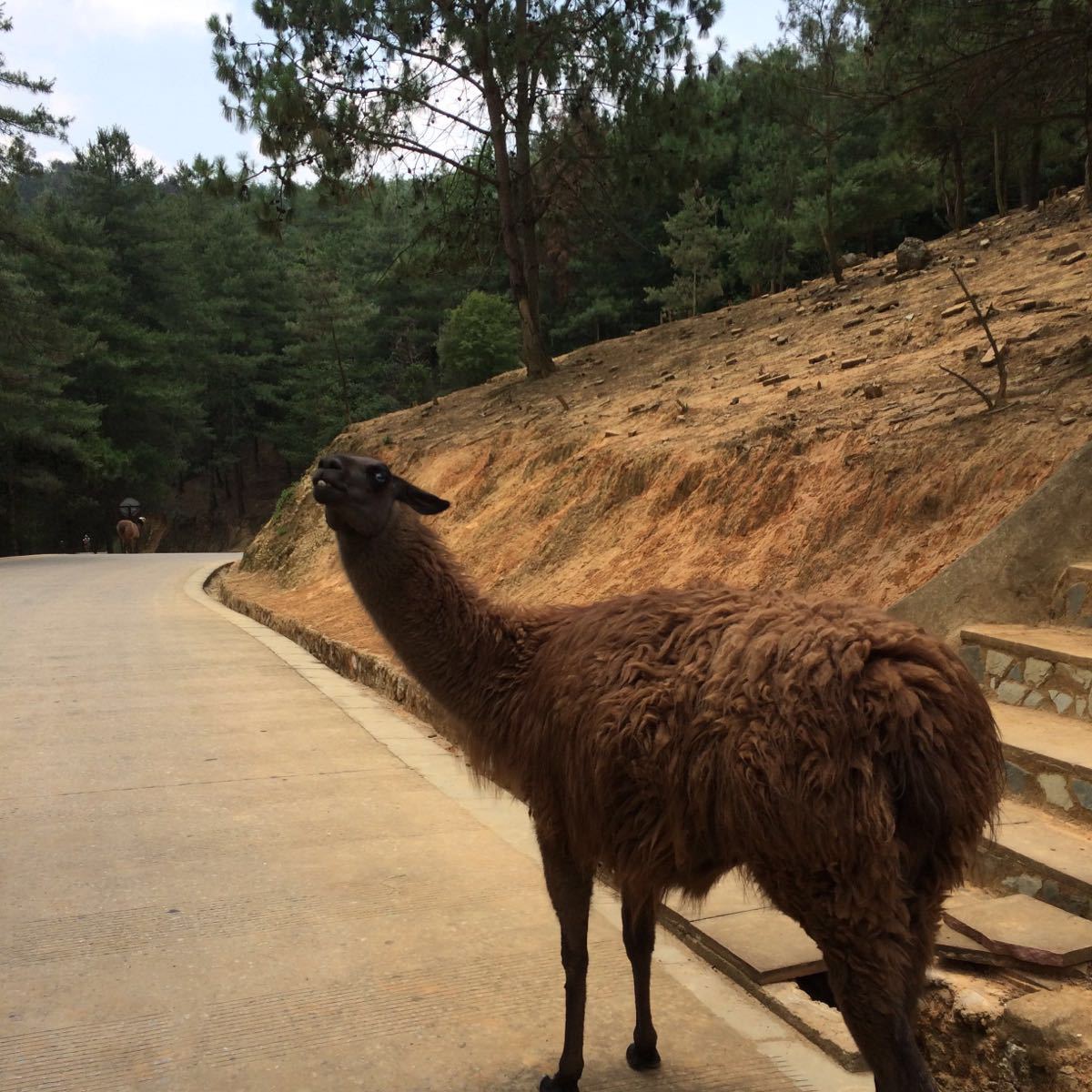 雲南野生動物園家庭親子景點推薦/點評