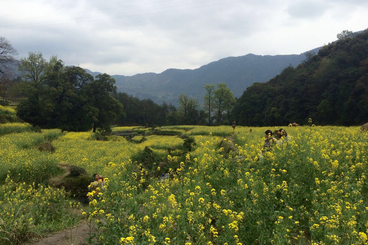 【攜程攻略】婺源江嶺景區適合單獨旅行旅遊嗎,江嶺景區單獨旅行景點