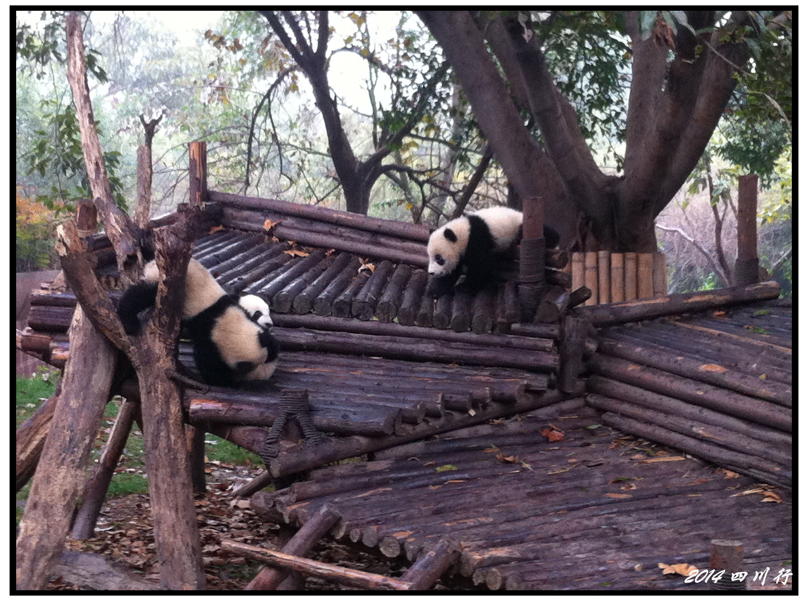 【携程攻略】成都成都大熊猫繁育研究基地景点,人太多啦，那天的行程有点紧，逛完了熊猫基地花了三四个小时呢，里边…