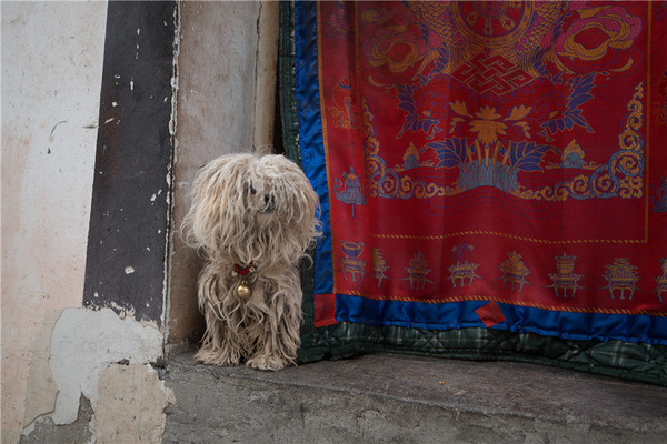 写给玉树的一首情诗