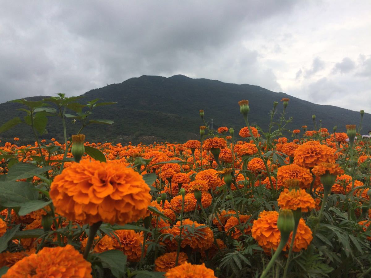 北碚凤凰花海图片