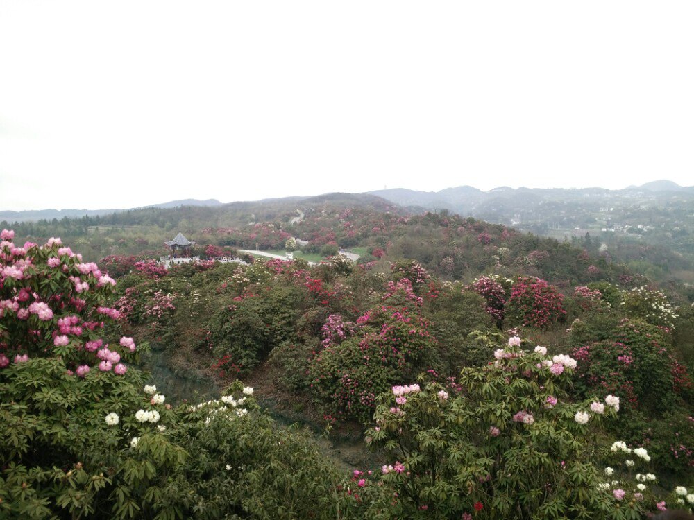 百里杜鵑風景區