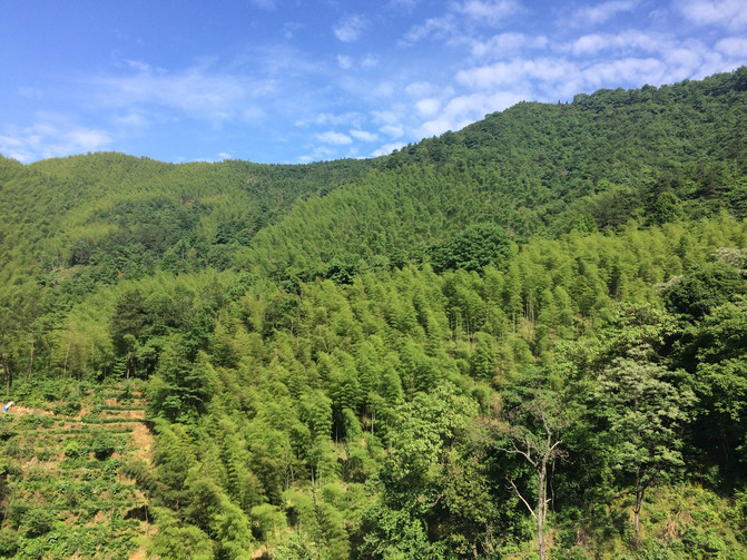 #上海东黄山旅游度假区##黄山区吴家坑茶场#