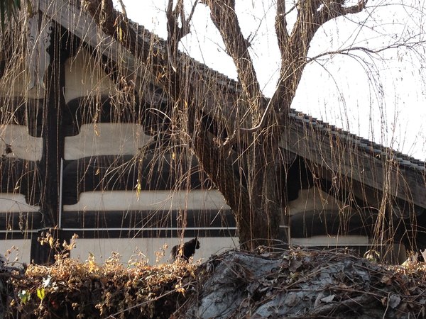 梅香沈园,曲水兰亭,不负暖阳不负卿.