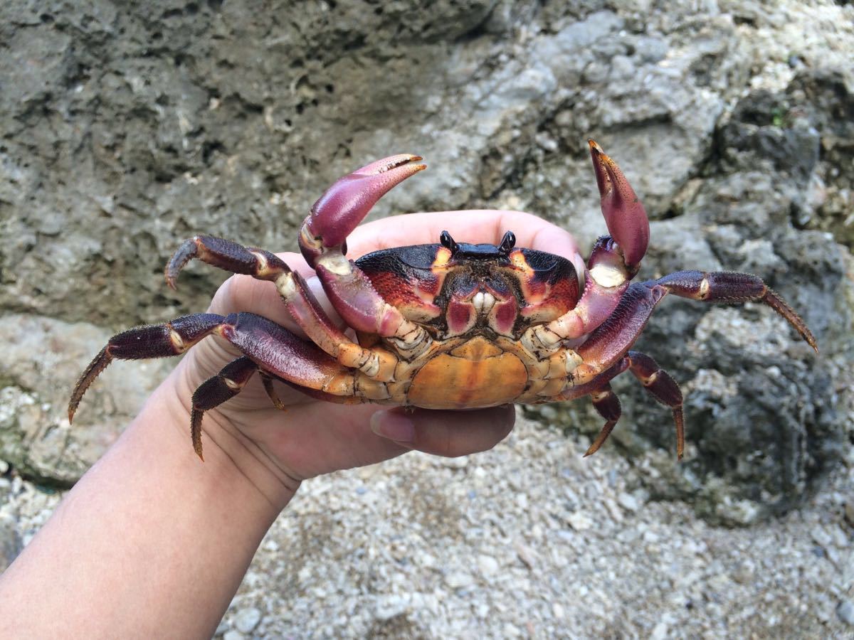 灯塔一般,但是海边步道超赞,带小孩去海边裙岩小探险,还看到了大螃蟹!