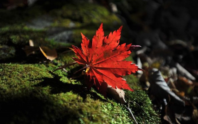 一叶知秋 本桓线红叶谷自驾游 本溪游记攻略 携程攻略